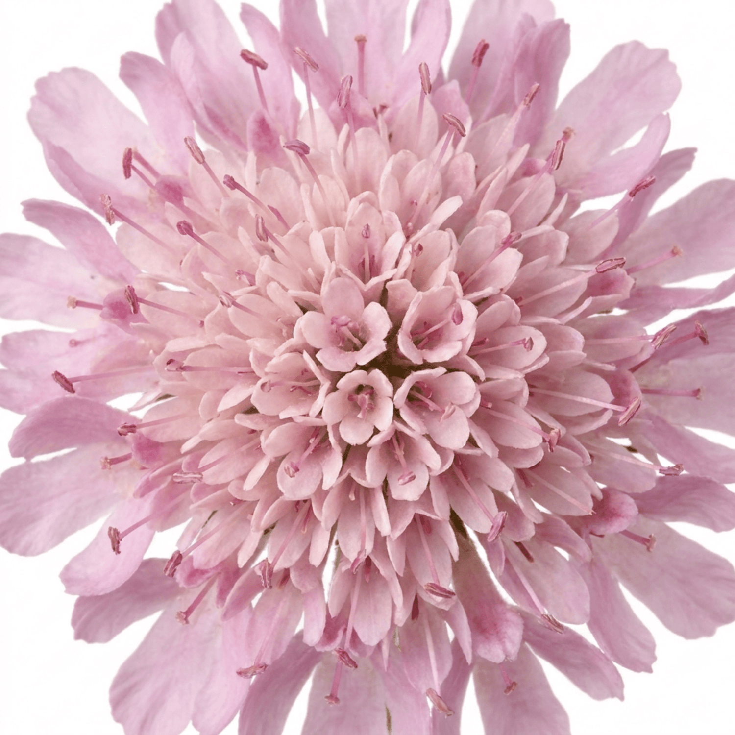 1 Scabious Pink Mist Pincushion Flower, Hardy Perennial for Cottage Garden, 2 Litre Root-Ball - Frankton's