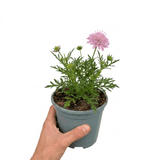 1 Scabious Pink Mist Pincushion Flower, Hardy Perennial for Cottage Garden, 2 Litre Root-Ball - Frankton's