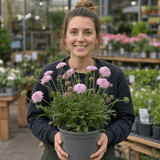 1 Scabious Pink Mist Pincushion Flower, Hardy Perennial for Cottage Garden, 2 Litre Root-Ball - Frankton's