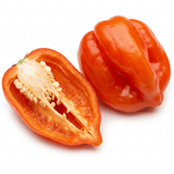 1 Scotch Bonnet Chilli Pepper Plant, Fresh Live Hot Pepper, Garden Ready, 2 Litre Root Ball - Frankton's