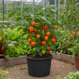1 Scotch Bonnet Chilli Pepper Plant, Fresh Live Hot Pepper, Garden Ready, 2 Litre Root Ball - Frankton's
