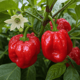 1 Scotch Bonnet Chilli Pepper Plant, Fresh Live Hot Pepper, Garden Ready, 2 Litre Root Ball - Frankton's