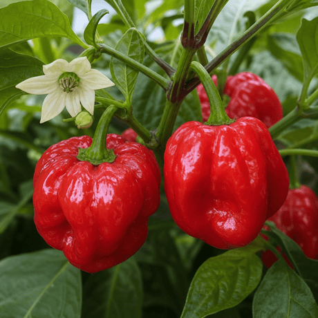 1 Scotch Bonnet Chilli Pepper Plant, Fresh Live Hot Pepper, Garden Ready, 2 Litre Root Ball - Frankton's