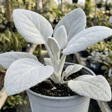 1 Senecio Angel Wings Plant, Hardy Silver Foliage Perennial, Outdoor Garden Ready, 2L Root-Ball - Frankton's