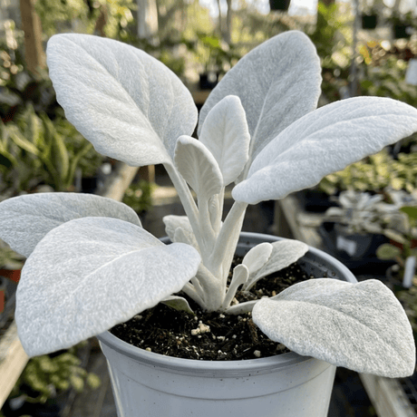 1 Senecio Angel Wings Plant, Hardy Silver Foliage Perennial, Outdoor Garden Ready, 2L Root-Ball - Frankton's