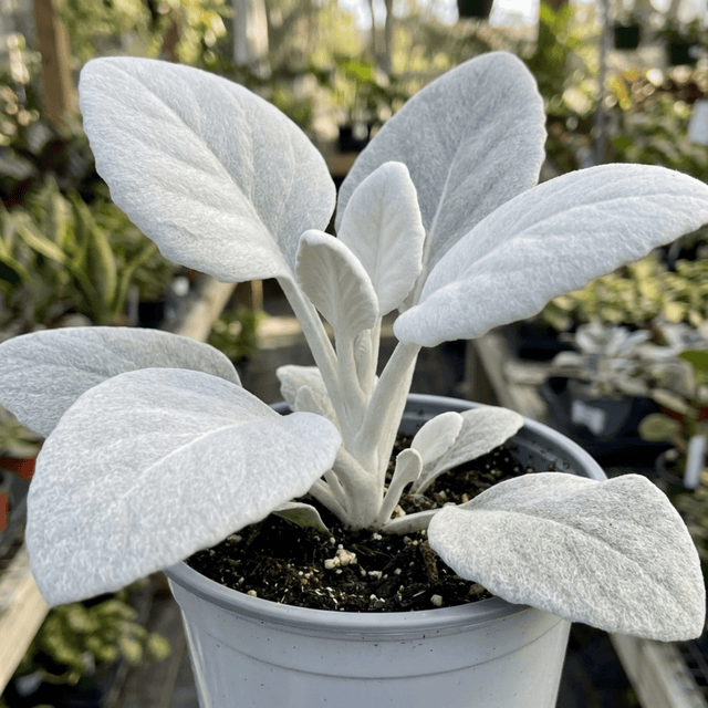 1 Senecio Angel Wings Plant, Hardy Silver Foliage Perennial, Outdoor Garden Ready, 2L Root-Ball - Frankton's
