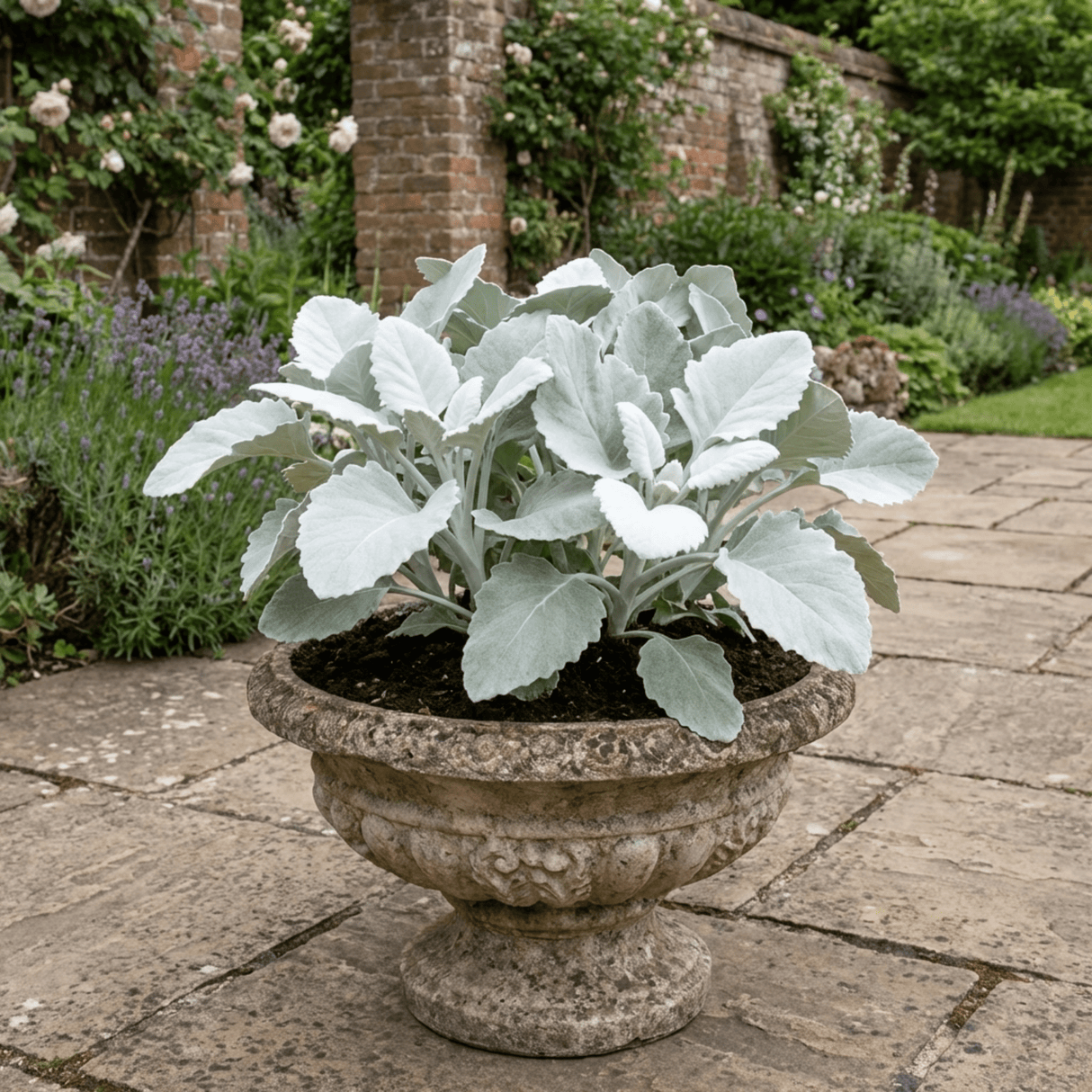 1 Senecio Angel Wings Plant, Hardy Silver Foliage Perennial, Outdoor Garden Ready, 2L Root-Ball - Frankton's