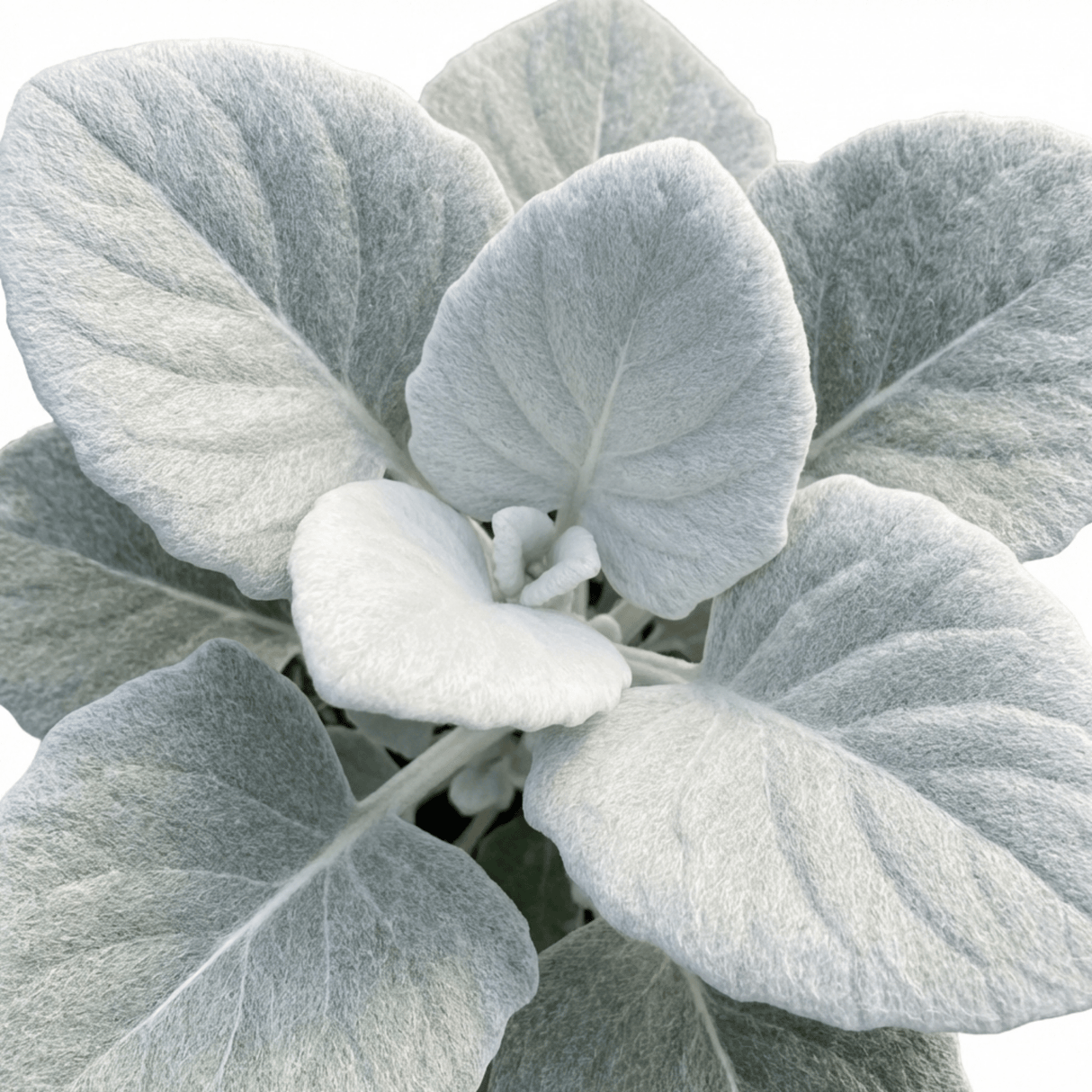 1 Senecio Angel Wings Plant, Hardy Silver Foliage Perennial, Outdoor Garden Ready, 2L Root-Ball - Frankton's