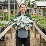 1 Senecio Angel Wings Silver Leaf Perennial Plant, Drought Tolerant, Garden Ready, 23cm/5L Root Ball - Frankton's