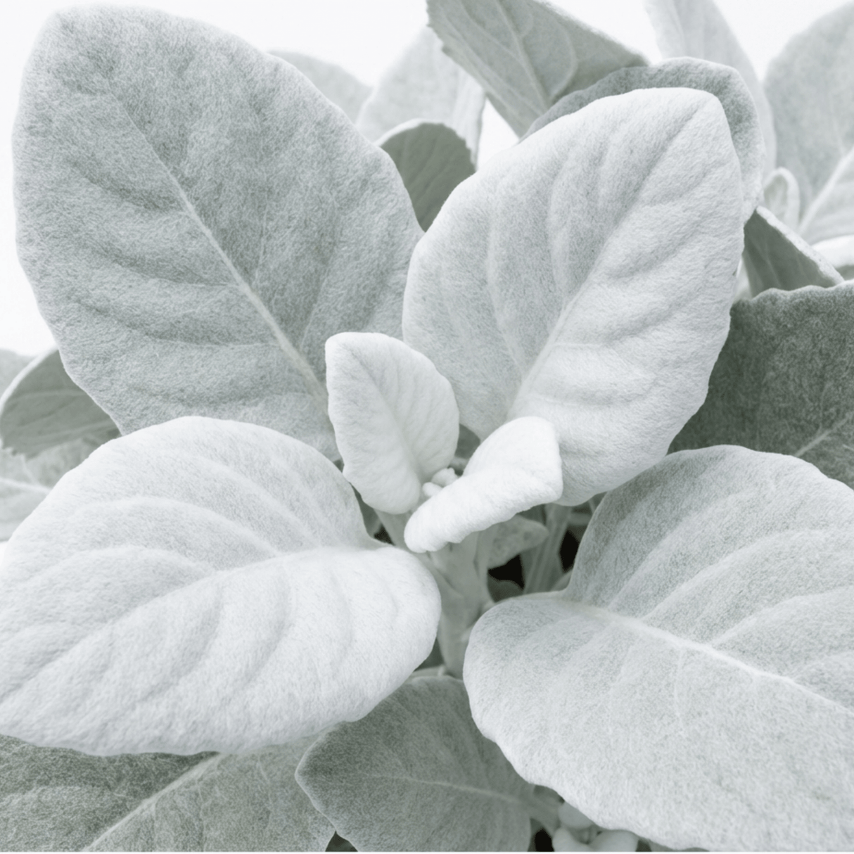 1 Senecio Angel Wings Silver Leaf Perennial Plant, Drought Tolerant, Garden Ready, 23cm/5L Root Ball - Frankton's