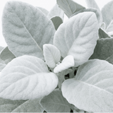 1 Senecio Angel Wings Silver Leaf Perennial Plant, Drought Tolerant, Garden Ready, 23cm/5L Root Ball - Frankton's
