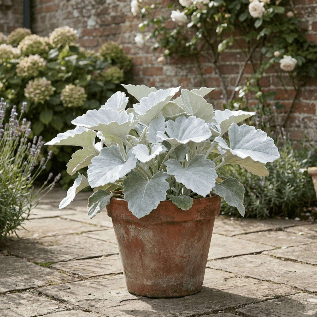 1 Senecio Angel Wings Silver Leaf Perennial Plant, Drought Tolerant, Garden Ready, 23cm/5L Root Ball - Frankton's