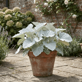 1 Senecio Angel Wings Silver Leaf Perennial Plant, Drought Tolerant, Garden Ready, 23cm/5L Root Ball - Frankton's