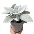 1 Senecio Angel Wings Silver Leaf Perennial Plant, Drought Tolerant, Garden Ready, 23cm/5L Root Ball - Frankton's