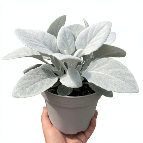 1 Senecio Angel Wings Silver Leaf Perennial Plant, Drought Tolerant, Garden Ready, 23cm/5L Root Ball - Frankton's