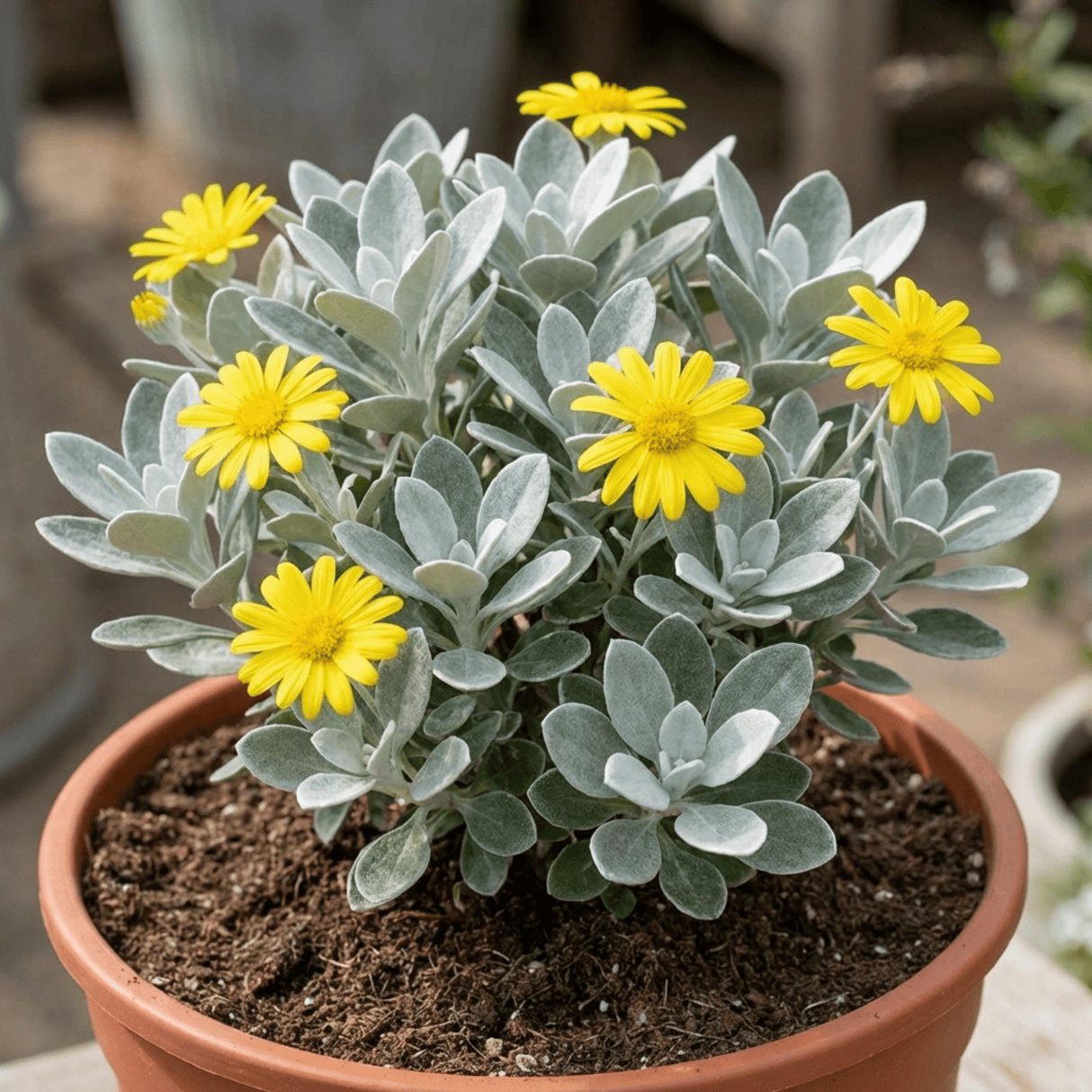 1 Senecio Sunshine Perennial Shrub, Hardy Drought Tolerant Silver Grey Foliage, Evergreen, 2L Root Ball - Frankton's