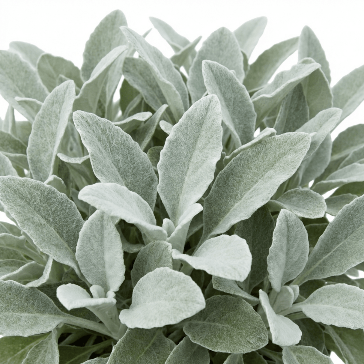 1 Senecio Sunshine Perennial Shrub, Hardy Drought Tolerant Silver Grey Foliage, Evergreen, 2L Root Ball - Frankton's