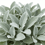 1 Senecio Sunshine Perennial Shrub, Hardy Drought Tolerant Silver Grey Foliage, Evergreen, 2L Root Ball - Frankton's