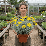 1 Senecio Sunshine Perennial Shrub, Hardy Drought Tolerant Silver Grey Foliage, Evergreen, 2L Root Ball - Frankton's