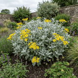 1 Senecio Sunshine Perennial Shrub, Hardy Drought Tolerant Silver Grey Foliage, Evergreen, 2L Root Ball - Frankton's