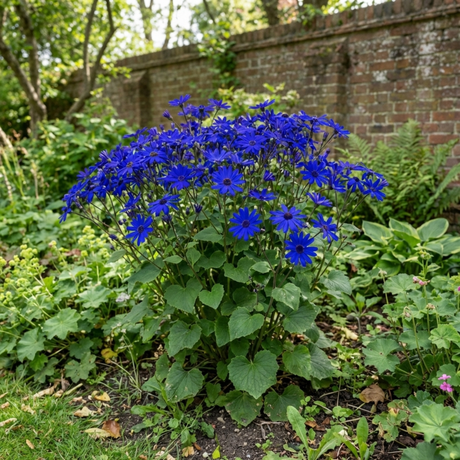 1 Senetti Deep Blue Pericallis Flowering Plant, Spring & Summer Garden Ready, 6.5 Litre Root-Ball - Frankton's