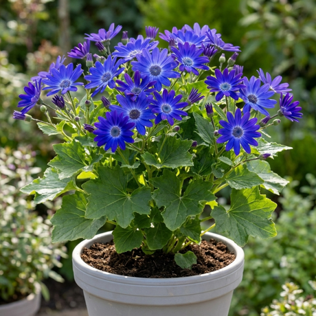 1 Senetti Deep Blue Pericallis Flowering Plant, Spring & Summer Garden Ready, 6.5 Litre Root-Ball - Frankton's