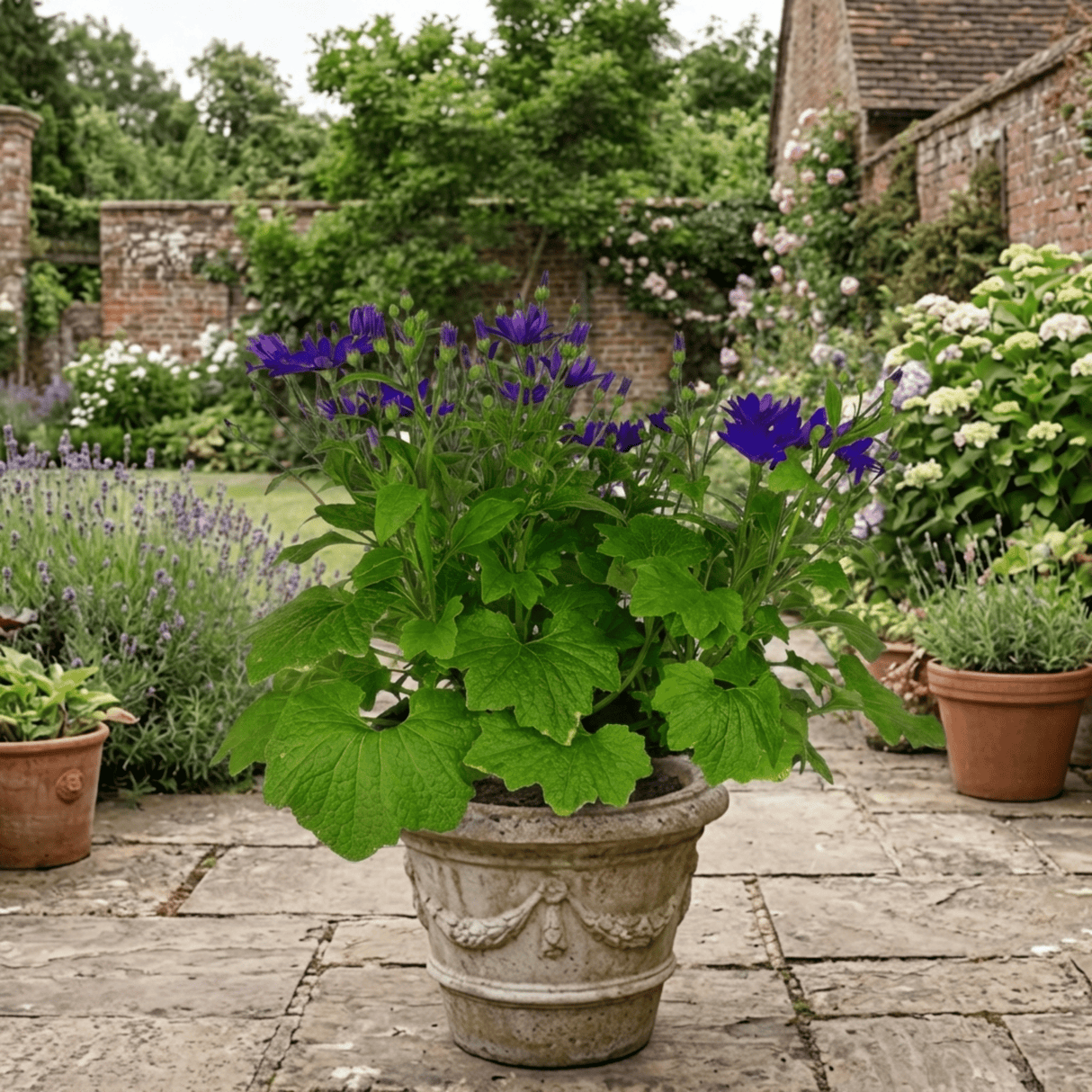 1 Senetti Kobalt Blue Flowering Plant, Large Summer Bedding, Outdoor Garden Ready, 6.5L Root-Ball - Frankton's
