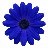 1 Senetti Kobalt Blue Flowering Plant, Large Summer Bedding, Outdoor Garden Ready, 6.5L Root-Ball - Frankton's