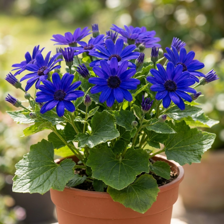 1 Senetti Kobalt Blue Flowering Plant, Large Summer Bedding, Outdoor Garden Ready, 6.5L Root-Ball - Frankton's