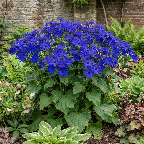 1 Senetti Kobalt Blue Flowering Plant, Large Summer Bedding, Outdoor Garden Ready, 6.5L Root-Ball - Frankton's