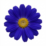 1 Senetti Kobalt Blue Pericallis Daisy Plant, Vibrant Outdoor Summer Bedding, 17cm Root Ball - Frankton's