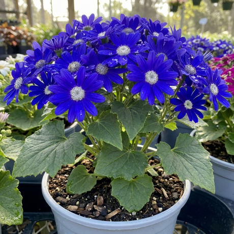 1 Senetti Kobalt Blue Pericallis Daisy Plant, Vibrant Outdoor Summer Bedding, 17cm Root Ball - Frankton's