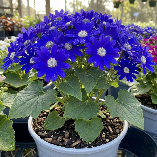 1 Senetti Kobalt Blue Pericallis Daisy Plant, Vibrant Outdoor Summer Bedding, 17cm Root Ball - Frankton's