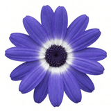 1 Senetti Lavender Flowering Plant, Hardy Summer Bedding, Outdoor Garden Ready, 17cm Root-Ball - Frankton's