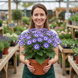 1 Senetti Lavender Flowering Plant, Hardy Summer Bedding, Outdoor Garden Ready, 17cm Root-Ball - Frankton's