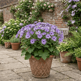 1 Senetti Lavender Flowering Plant, Hardy Summer Bedding, Outdoor Garden Ready, 17cm Root-Ball - Frankton's