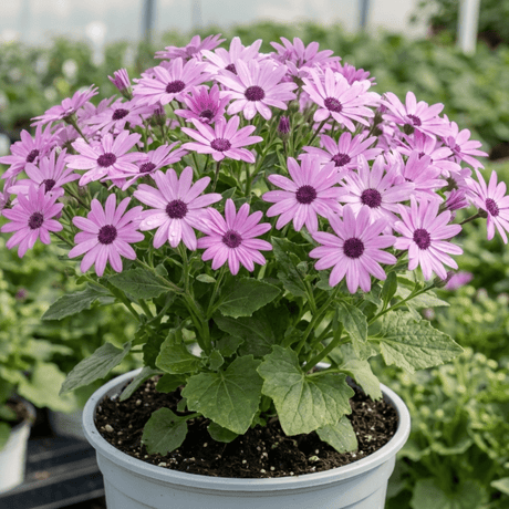 1 Senetti Lavender Flowering Plant, Hardy Summer Bedding, Outdoor Garden Ready, 17cm Root-Ball - Frankton's