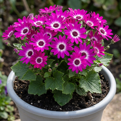 1 Senetti Magenta Bicolour Pericallis Plant, Outdoor Summer Flowering, 6.5 Litre Root-Ball - Frankton's