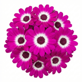 1 Senetti Magenta Bicolour Pericallis Plant, Outdoor Summer Flowering, 6.5 Litre Root-Ball - Frankton's