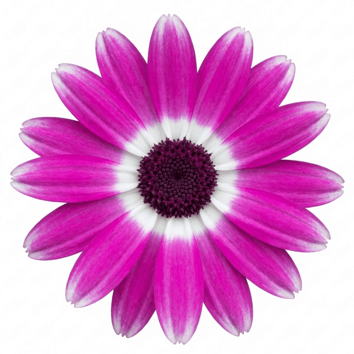 1 Senetti Magenta Bicolour Pericallis Plant, Vibrant Summer Bedding Flowers, 17cm Root-Ball - Frankton's