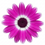 1 Senetti Magenta Bicolour Pericallis Plant, Vibrant Summer Bedding Flowers, 17cm Root-Ball - Frankton's