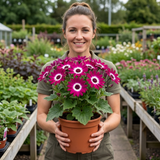 1 Senetti Magenta Bicolour Pericallis Plant, Vibrant Summer Bedding Flowers, 17cm Root-Ball - Frankton's
