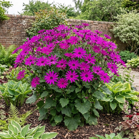 1 Senetti Magenta Pericallis Daisy Plant, Summer Flowering, Outdoor Garden Ready, 6.5 Litre Root-Ball - Frankton's