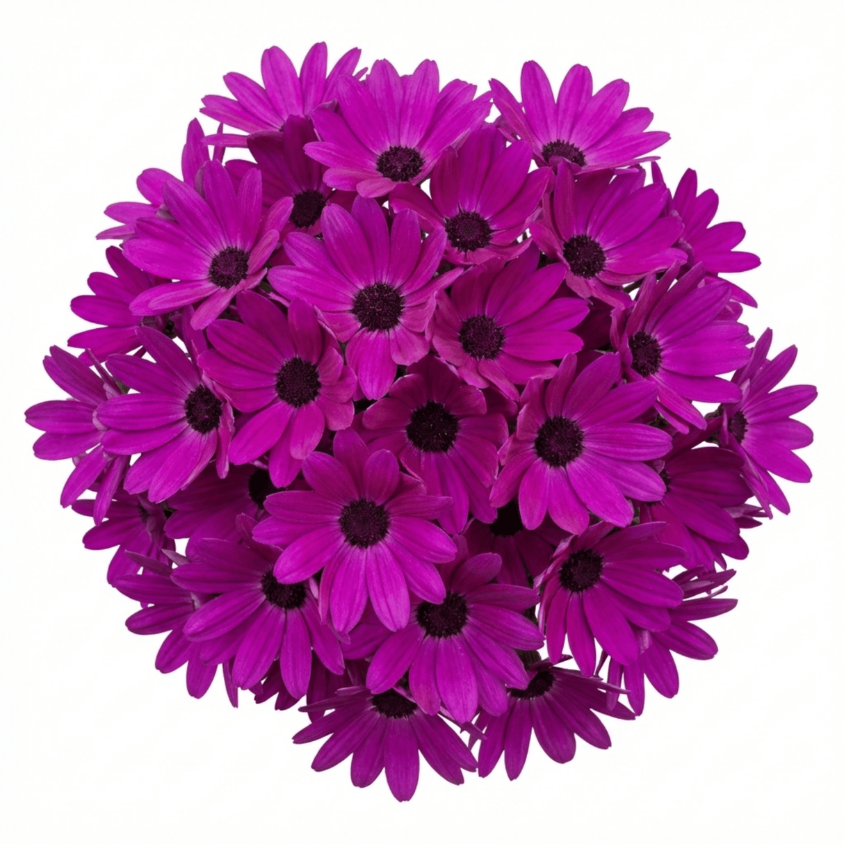 1 Senetti Magenta Pericallis Daisy Plant, Summer Flowering, Outdoor Garden Ready, 6.5 Litre Root-Ball - Frankton's