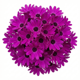 1 Senetti Magenta Pericallis Daisy Plant, Summer Flowering, Outdoor Garden Ready, 6.5 Litre Root-Ball - Frankton's