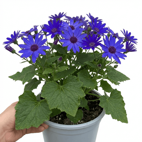 1 Senetti Pericallis Pop Bang Blue Plant, Outdoor Garden Ready Summer Flowering, 6.5 Litre Root Ball - Frankton's