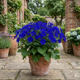1 Senetti Pericallis Pop Bang Blue Plant, Outdoor Garden Ready Summer Flowering, 6.5 Litre Root Ball - Frankton's