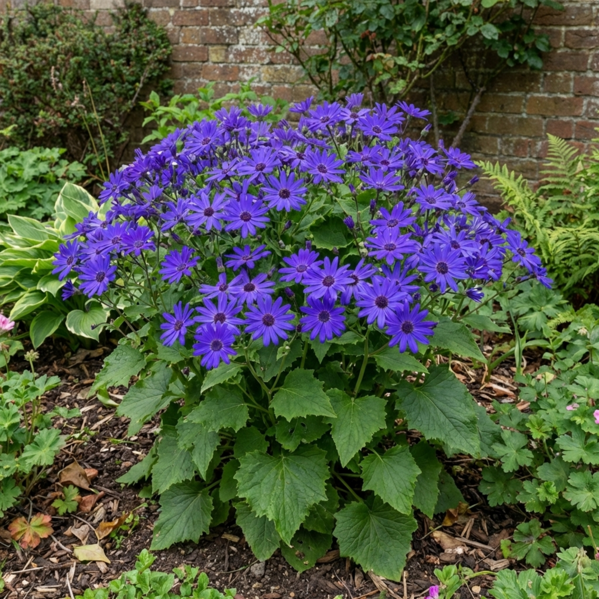 1 Senetti Pericallis Pop Bang Blue Plant, Outdoor Garden Ready Summer Flowering, 6.5 Litre Root Ball - Frankton's