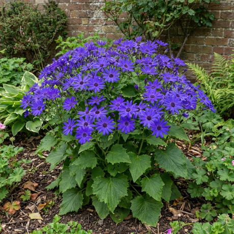 1 Senetti Pericallis Pop Bang Blue Plant, Outdoor Garden Ready Summer Flowering, 6.5 Litre Root Ball - Frankton's