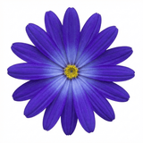 1 Senetti Pericallis Pop Bang Blue Plant, Outdoor Garden Ready Summer Flowering, 6.5 Litre Root Ball - Frankton's